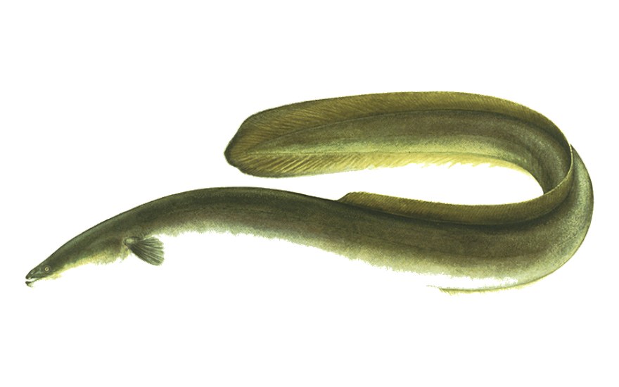 American eel (Anguilla rostrata) illustration