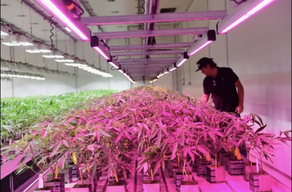 Controlled-environment grow room under horticultural LED bars